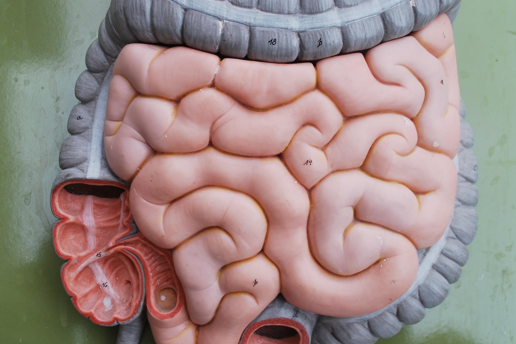 model of stomach and intestines